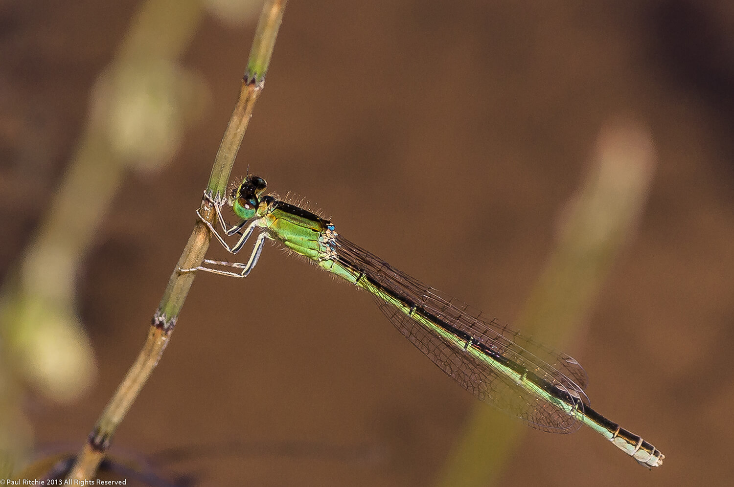 Female Scarce Blue-tailed Damselfly by Paul Ritchie